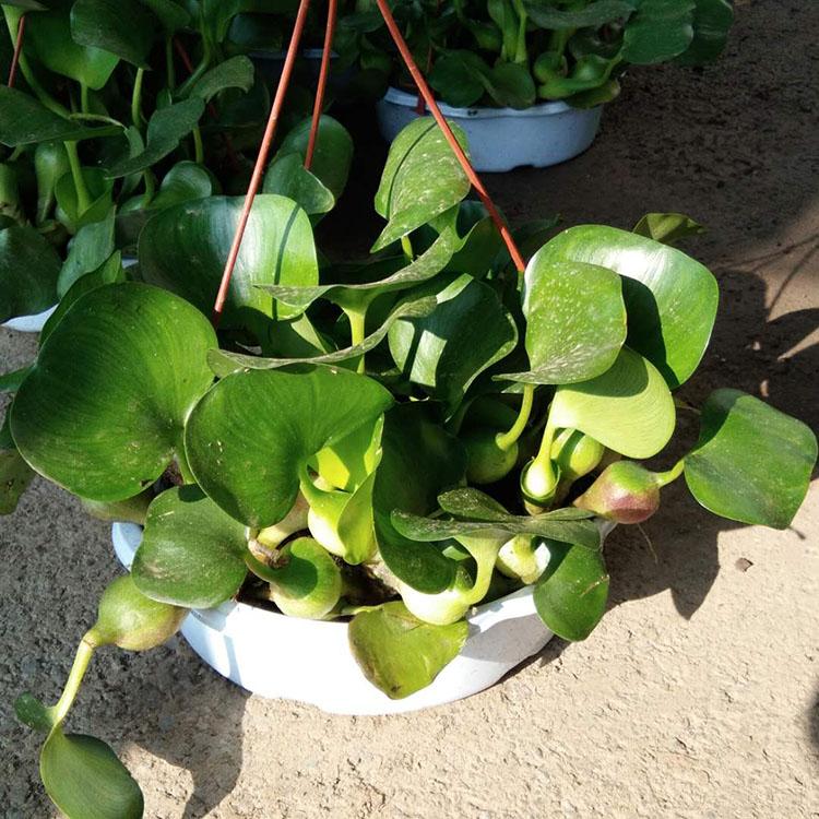 苗圃直供水葫芦 量大优惠 水葫芦基地