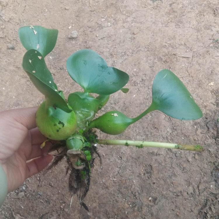 基地出售水葫芦 保质保量 水葫芦种植基地