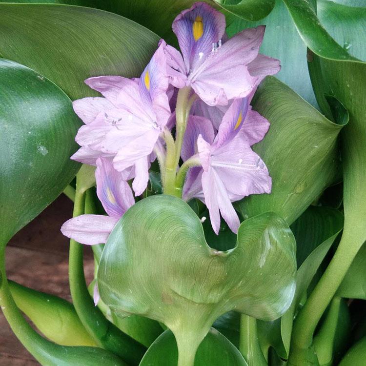 苗圃直销水葫芦 质优价廉 水葫芦批发价格