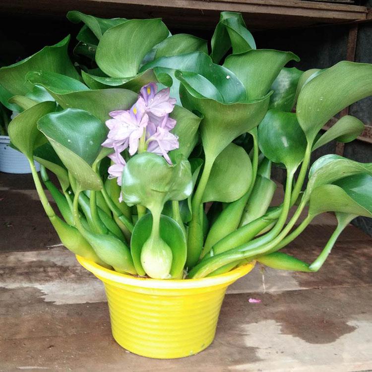 基地出售水葫芦 保质保量 水葫芦基地