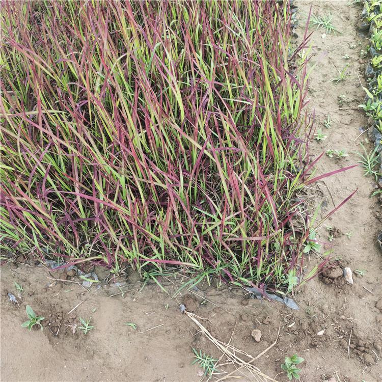 观赏草日本血草基地  日本血草现货供应  日本血草苗圃直供  批发日本血草价格