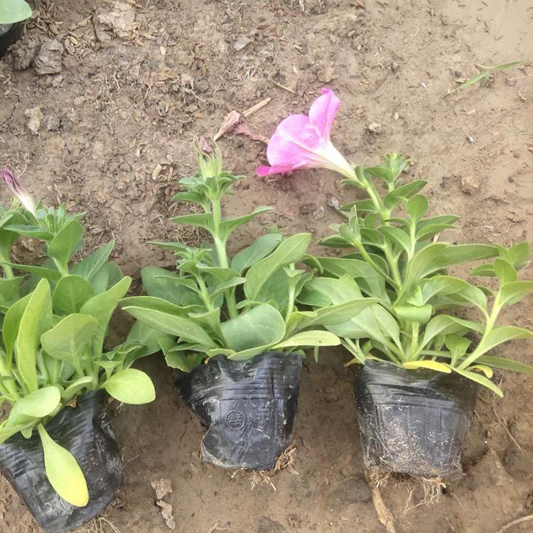 订购报价 牵牛营养杯苗 矮牵牛销售