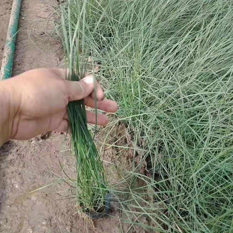粉黛乱子草销售 大量批发 草花价格 粉黛乱子草苗