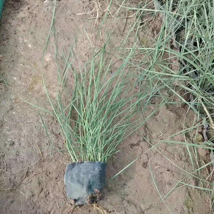 粉黛乱子草批发 大量批发 山东草花 粉黛乱子草
