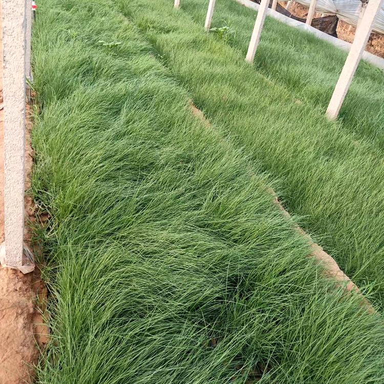 粉黛乱子草花海用苗 供货商家——越来越好花卉