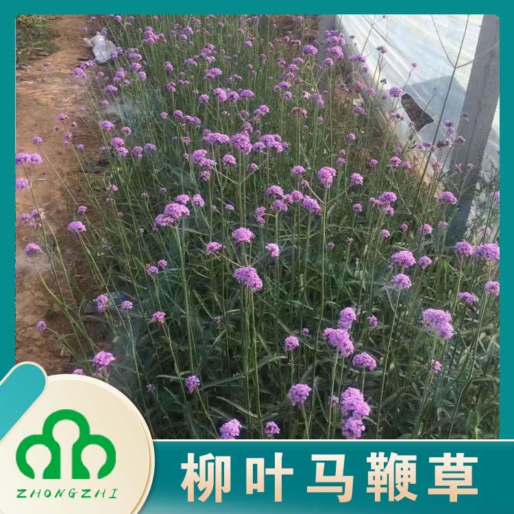 柳叶马鞭草 江苏花海景观 杯苗 鼠尾草 薰衣草道路绿化 工厂学校绿化用苗