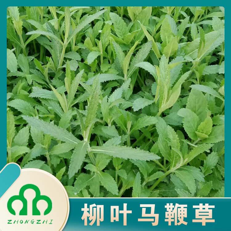 山东柳叶马鞭草基地   柳叶马鞭草小苗  花海工程苗