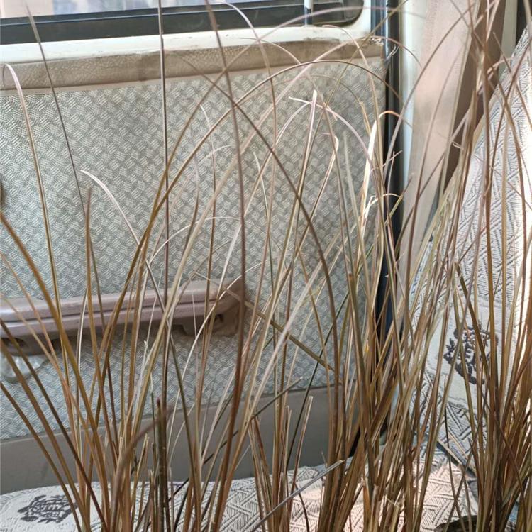 批发棕红苔草 山东棕红苔草种植基地_苏鹏花卉