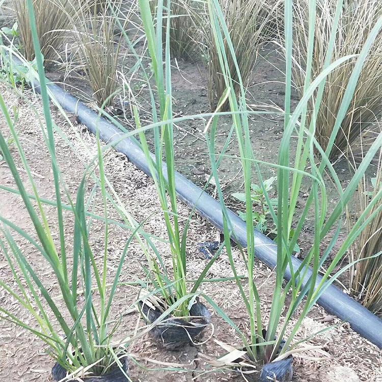 矮蒲苇幼苗 基地种植蒲苇 批发蒲苇 量大优惠