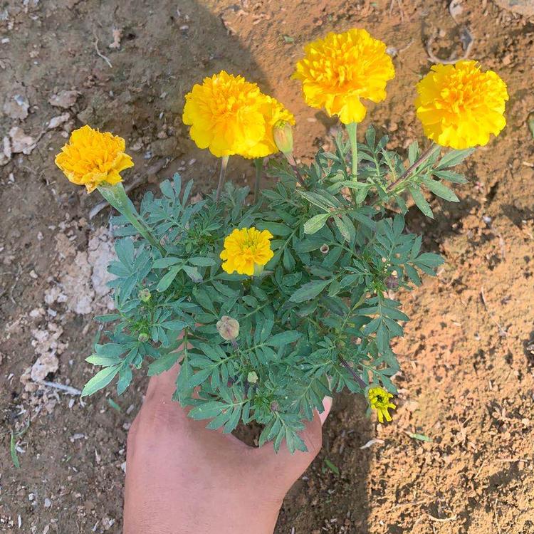 孔雀草花苗 孔雀草花苗培育基地 河北孔雀草花苗
