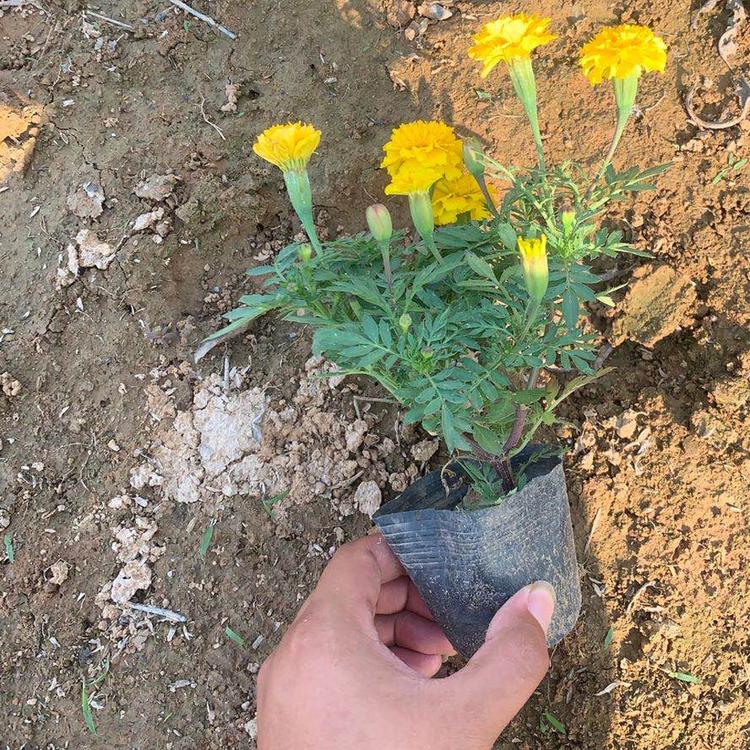 孔雀草 孔雀草销售 山西孔雀草