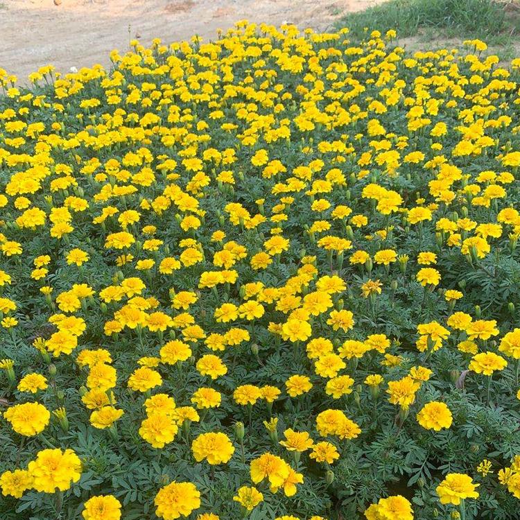孔雀草种苗 孔雀草种苗价格 天津孔雀草种苗