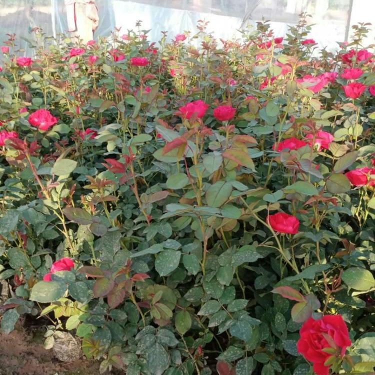 丰花月季 批发丰花月季 月季价格 各种月季批发 红帽大花品种月季批发