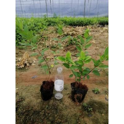 木绣球树苗批发 木绣球基地直售 木绣球