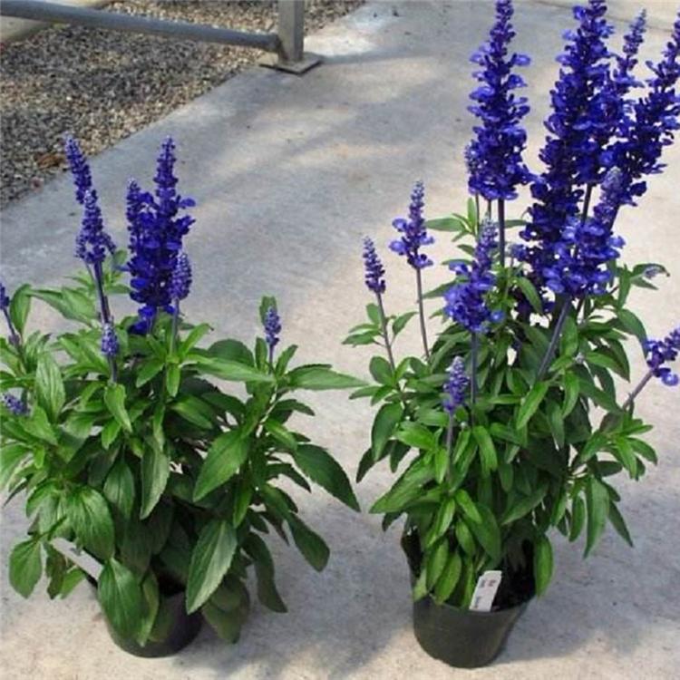 鼠尾草 宿根鼠尾草价格 山东地被鼠尾草批发基地 秀明花卉