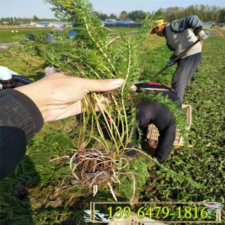 批发千叶蓍草苗 营养钵蓍草价格 园林绿化工程苗蕾丝花
