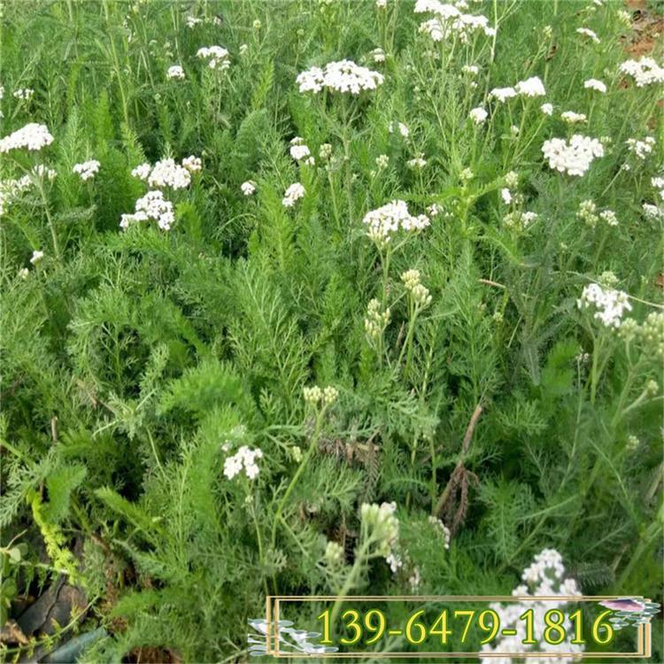 西洋著草 千叶蓍草红色白色粉红色 宿根园林街道公园绿化苗