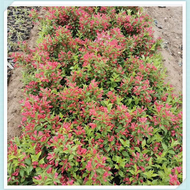 红王子锦带基地现货批售 山东青州红王子锦带种植基地 森木