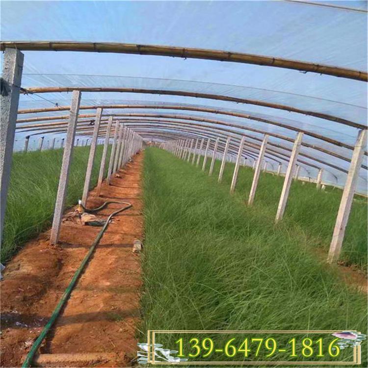 青州细叶芒营养杯 绿化专用观赏草 湿地绿化河道绿化