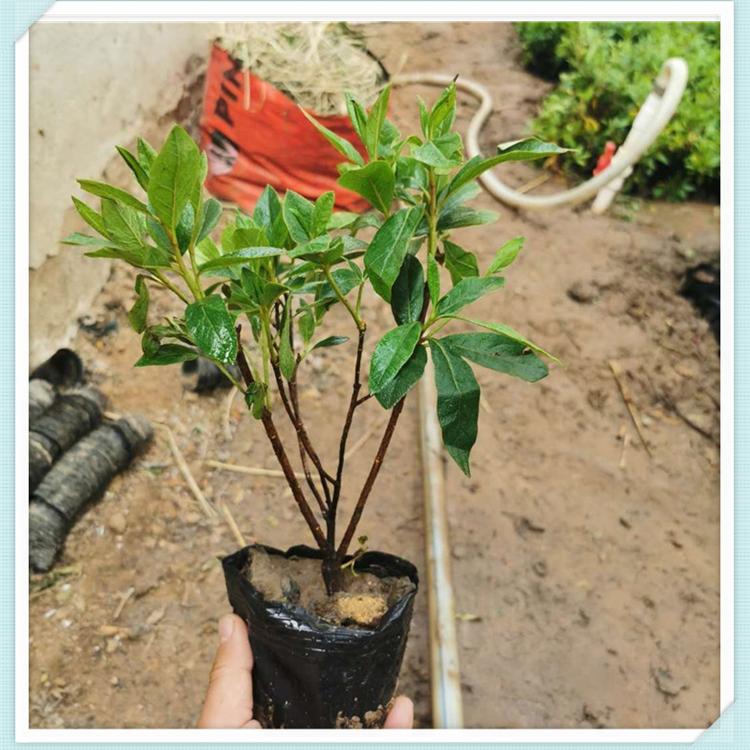毛娟报价 山东毛娟批发商_森木花卉_基地种植毛娟