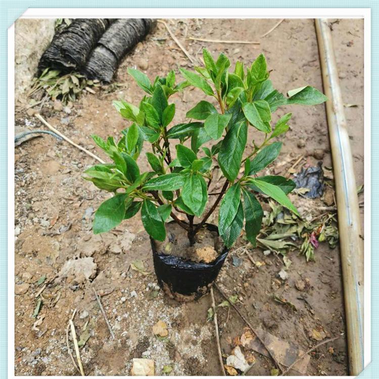 山东青州毛娟批发价格 大面积种植毛娟基地 毛娟出售