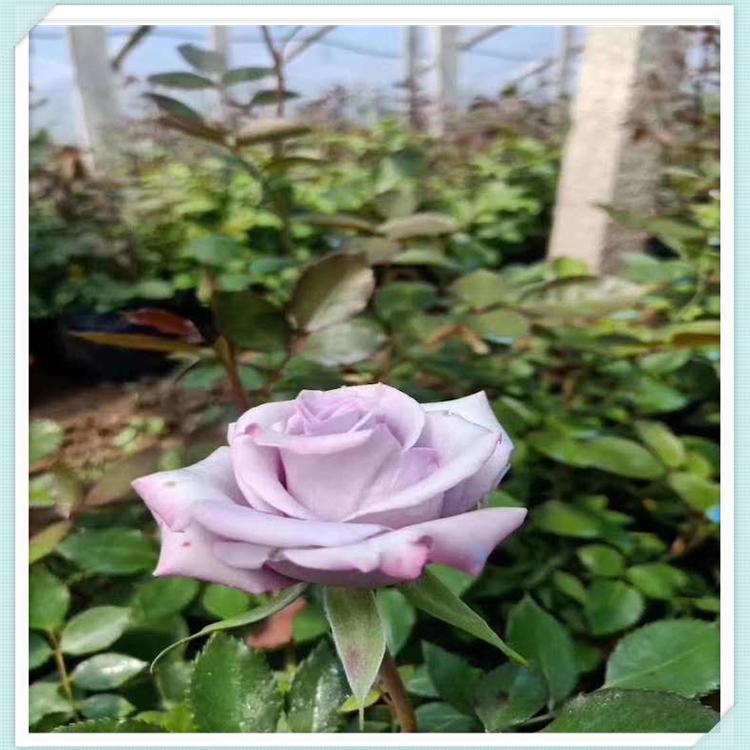 月季批发  多色月季 森木花卉 月季种植基地