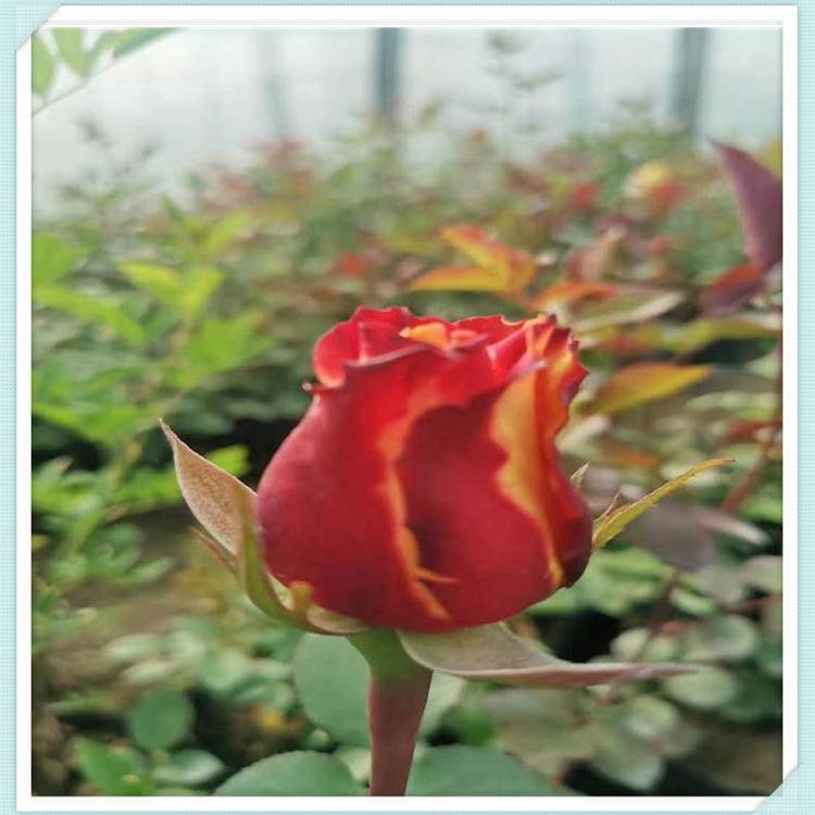 月季价格 月季供应商  园林观赏  观赏性花草