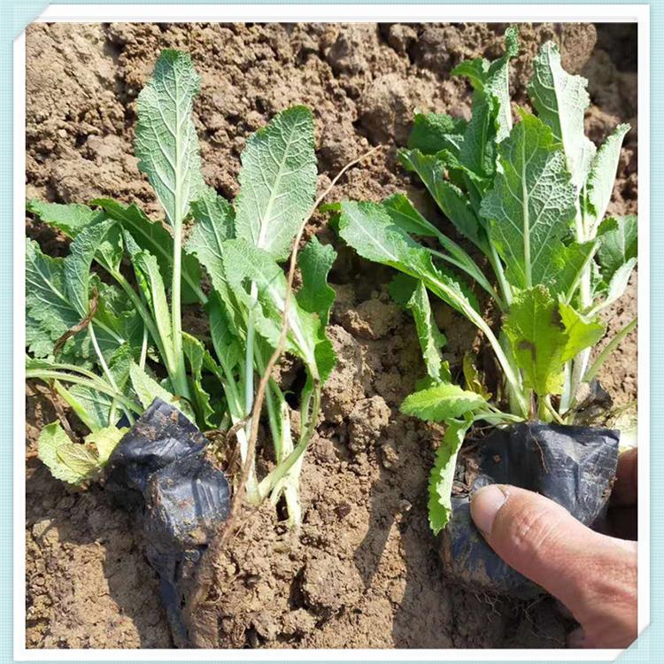 地被鼠尾草批发 基地种植鼠尾草小苗 山东优良鼠尾草供货商