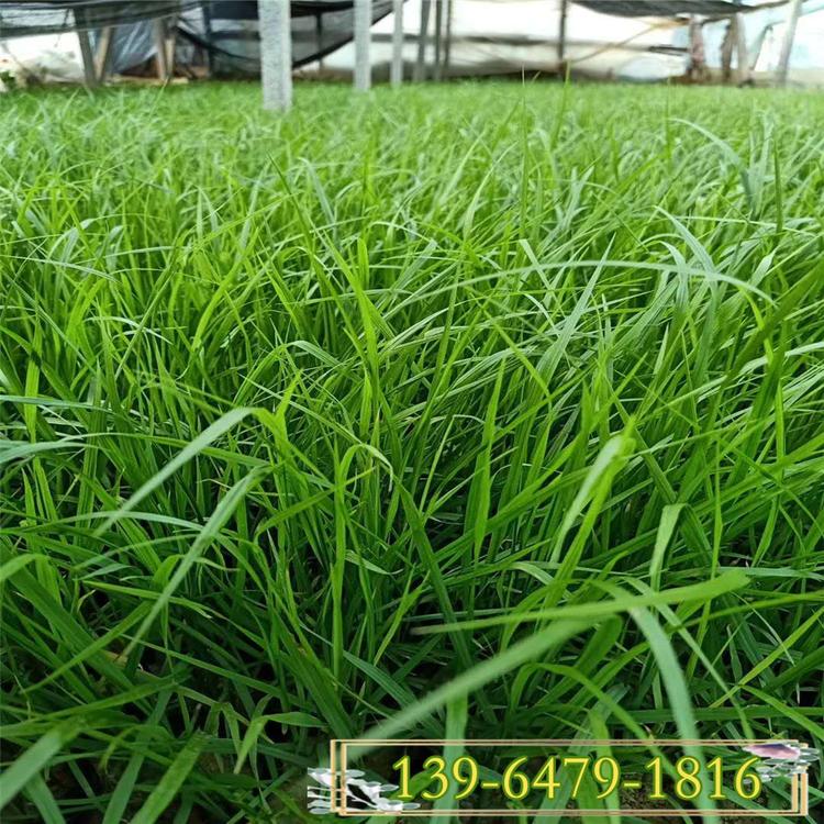 紫穗狼尾草带土苗 粉黛乱子草草花小苗种植基地批发