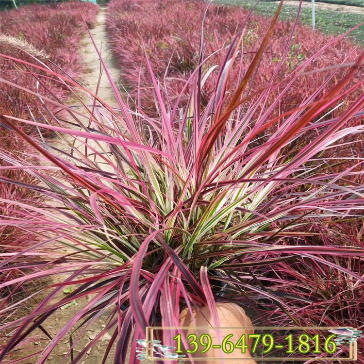 观赏狼尾草 多年生紫叶狼尾草  品种齐全欢迎考察