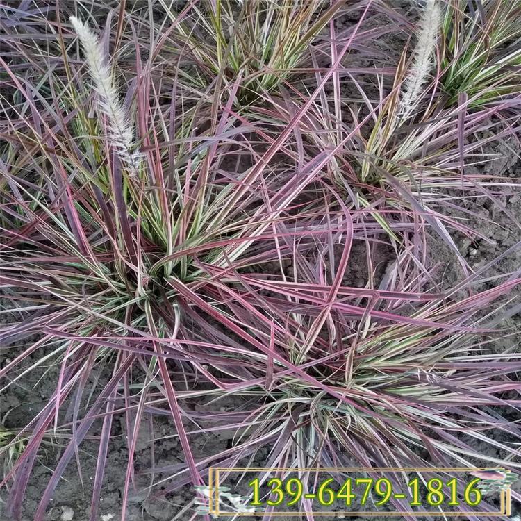 紫叶狼尾草价格 山东狼尾草供应 紫叶狼尾草种植基地