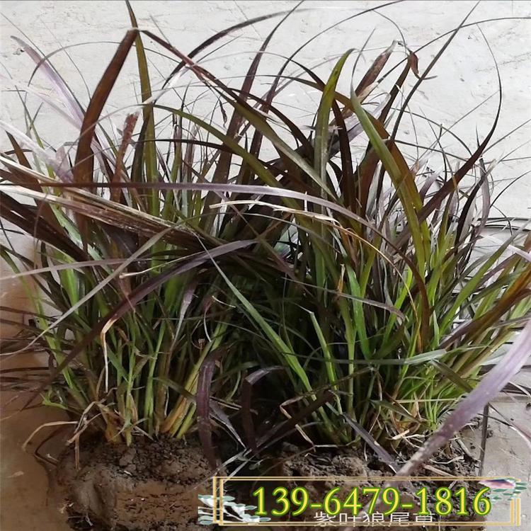 青州花卉苗木基地直销紫叶狼尾草 狼尾草价格 紫穗狼尾草