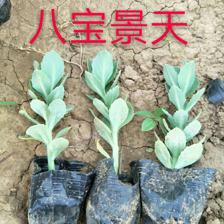 八宝景天 八宝景天价格 八宝景天供应