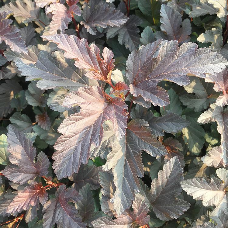 紫叶风箱果价格