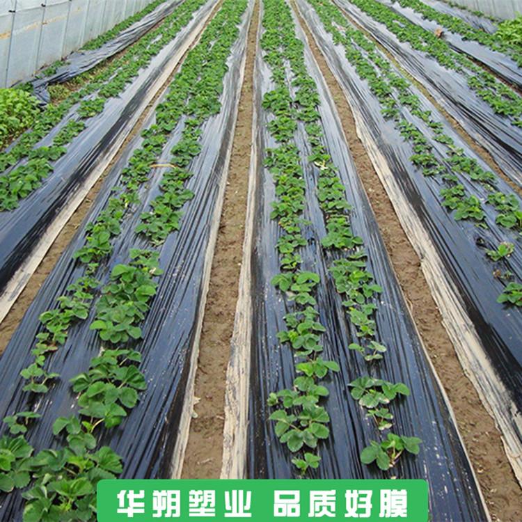 华朔农膜 除草地膜 青州农用地膜价格 好膜在这里