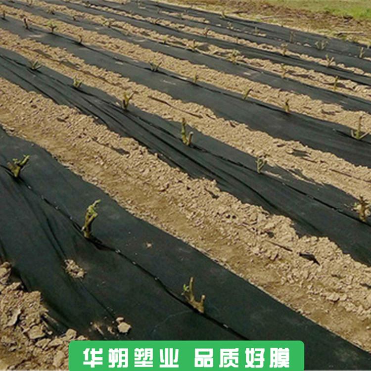黑白地膜 山东地膜 地膜批发