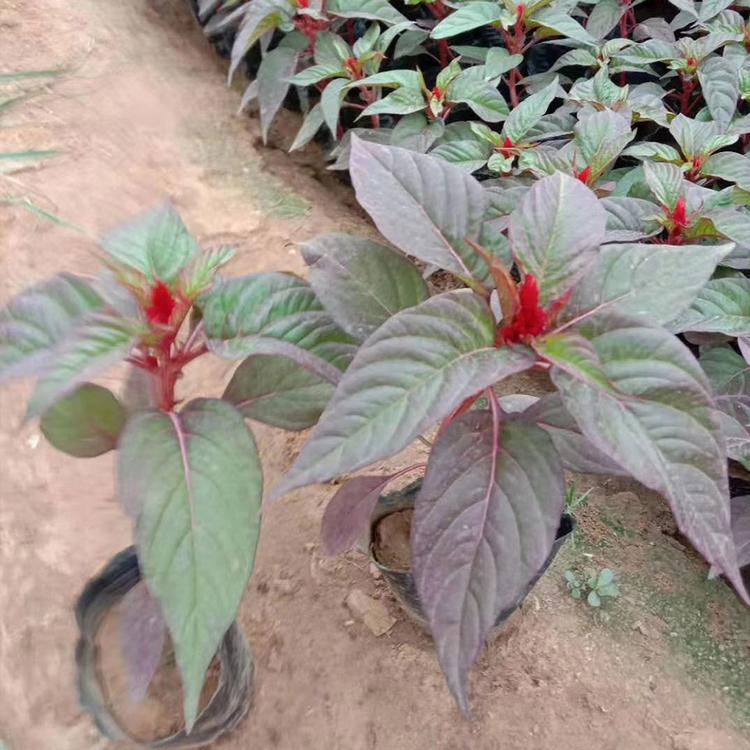 亦扬供应鸡冠花 青州鸡冠花 鸡冠花种植基地