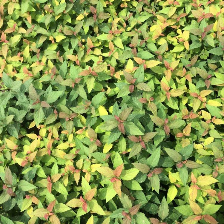 多年生宿根花卉 金山绣线菊批发 长势好 金山绣线菊杯苗