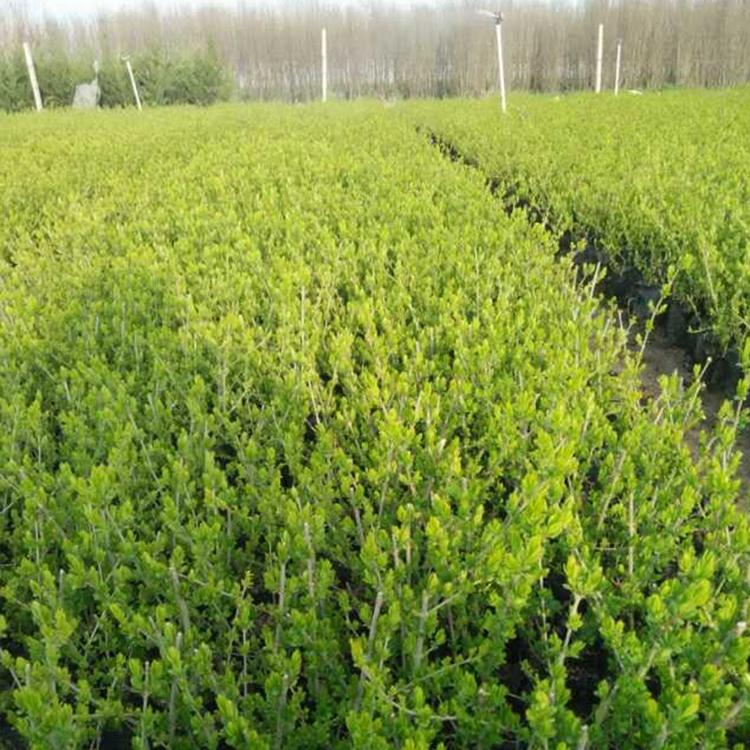 青州绿化苗木种植 金叶水腊杯苗 基地批发 卖得好金叶水腊
