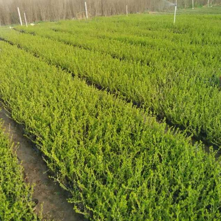 青州绿化苗木种植 金叶水腊杯苗 大量供应 金叶水腊报价