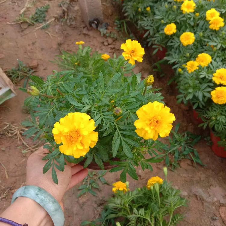 苗圃基地批发 观赏花孔雀草 青州宿根草花 孔雀草批发价格