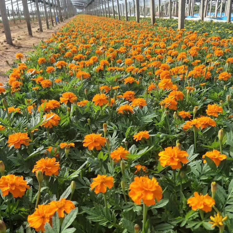 孔雀草批发价格 苗圃基地批发 孔雀草小苗 青州草花批发