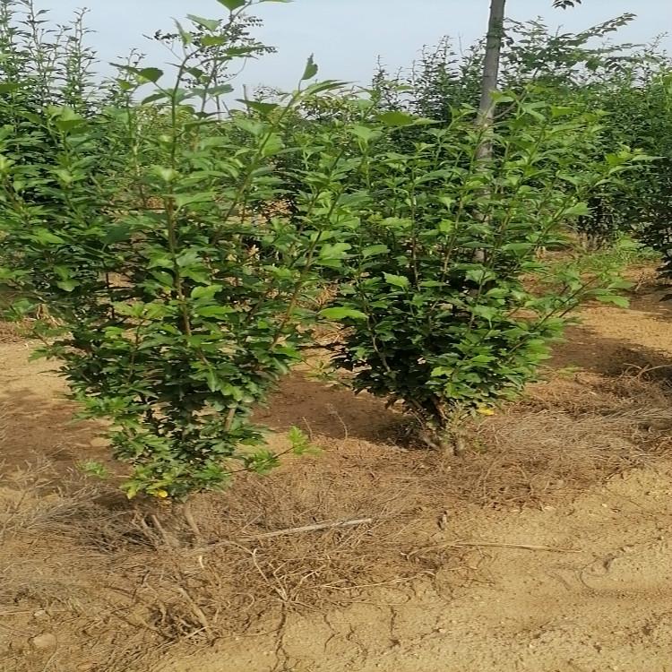 木槿价格 丛生木槿批发价格