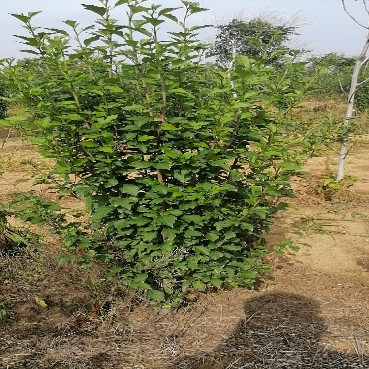 丛生木槿 丛生木槿基地处理-忠浩花卉
