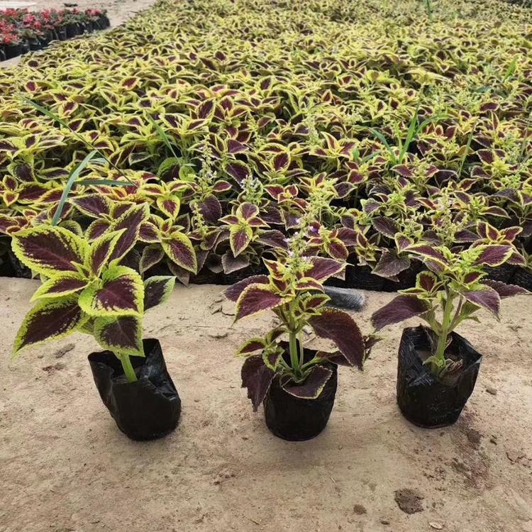 彩叶草 宿根草花 亦扬花卉 彩叶草供应商