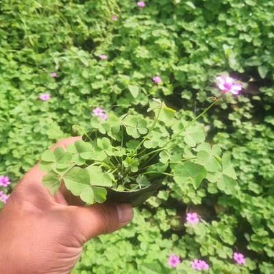 醡浆草 醡浆草价格 醡浆草基地