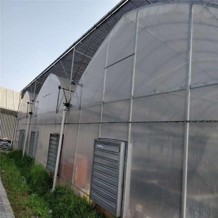 连栋大棚  葡萄种植  恒丰温室