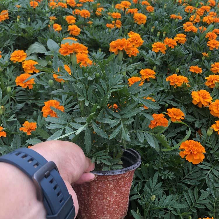 孔雀草价格 绿化用孔雀草 色块用孔雀草