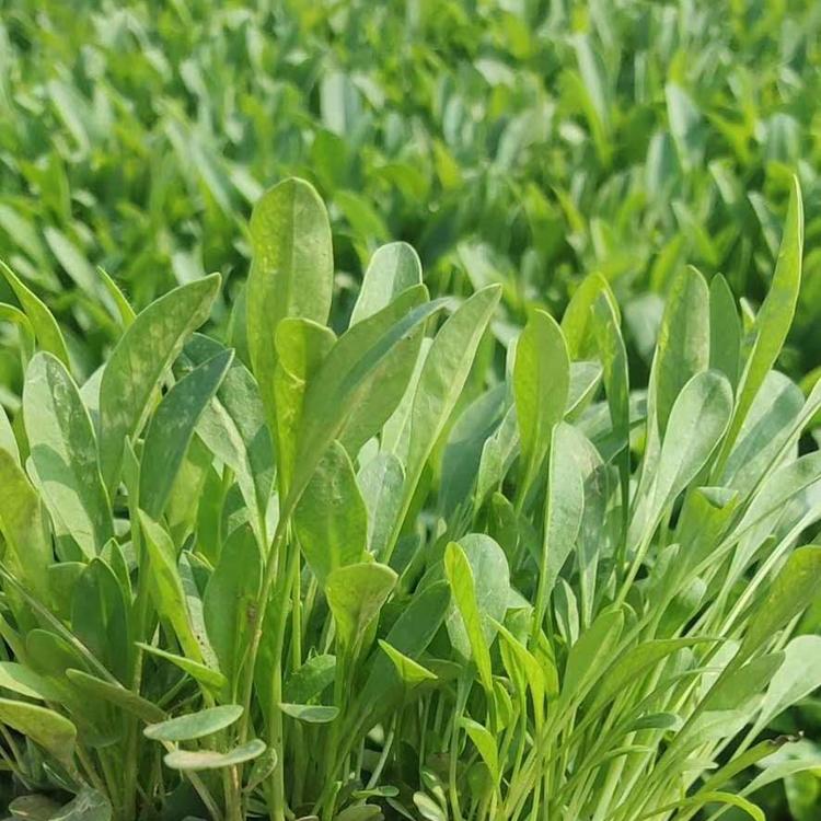 金鸡菊批发商 青州金鸡菊种植基地 大花金鸡菊