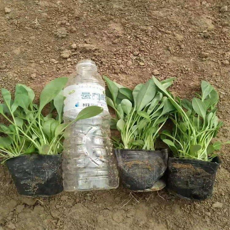 金鸡菊价格 大花金鸡菊批发